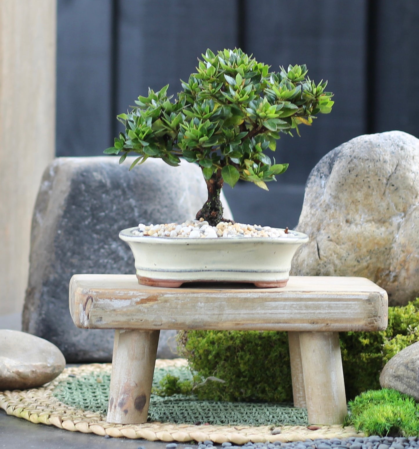 Bonsai - Azalea - Frankie - 18cm