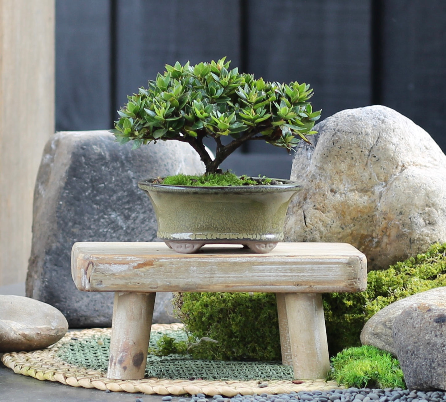 Bonsai - Azalea - Olivia - 18cm
