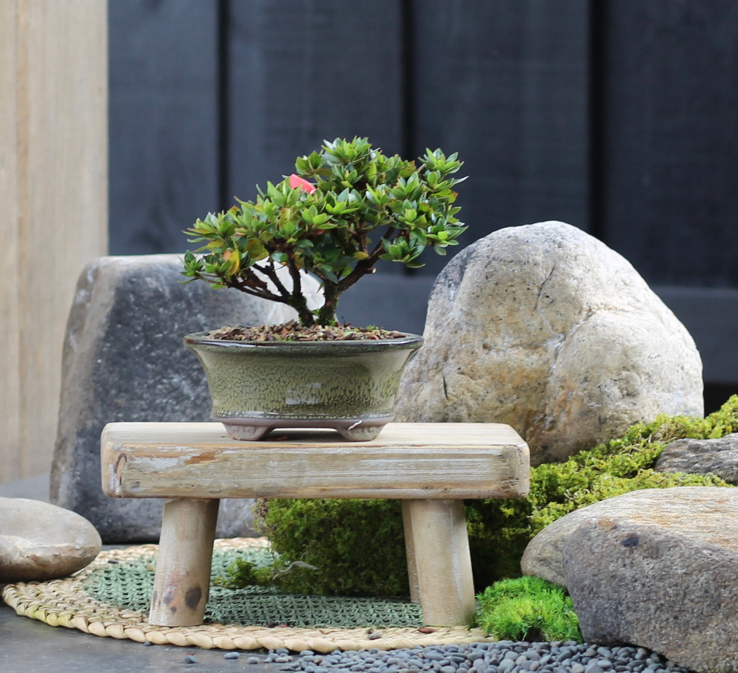 Bonsai - Azalea - Nathan - 18cm