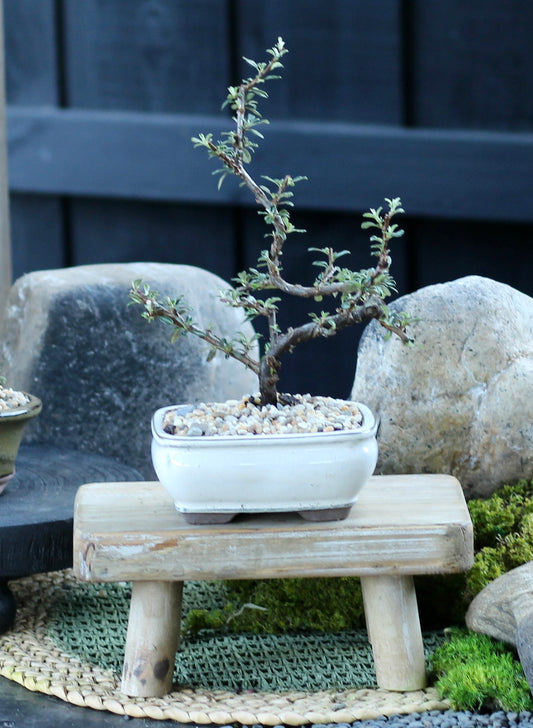 Bonsai - Cotoneaster - Fee - 23cm