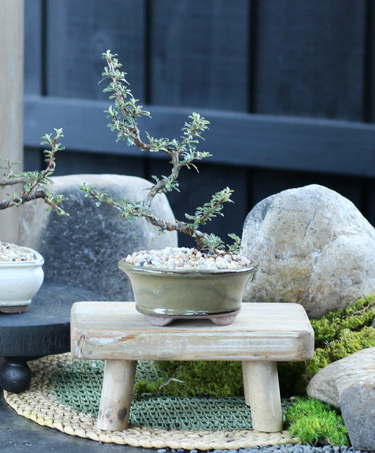 Bonsai - Cotoneaster - Jojo - 23cm