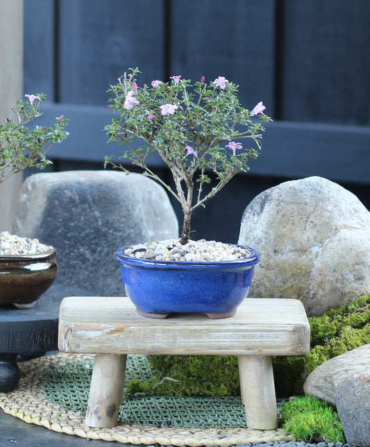 Bonsai - Serissa - Flowering - Freya - 21cm