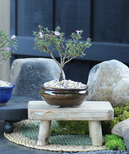 Bonsai - Serissa - Flowering - Christine - 21cm