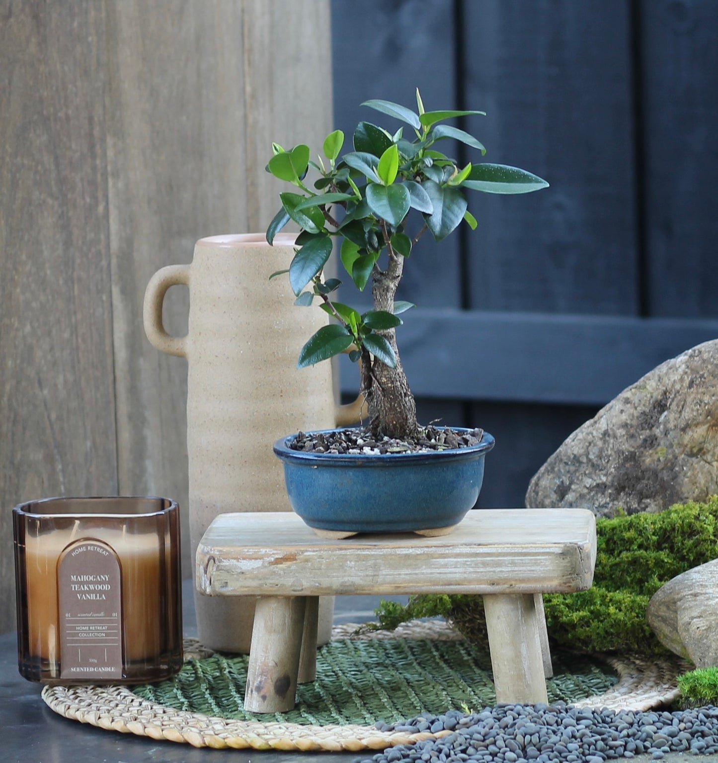 Bonsai - Port Jackson Fig - Curtis - 23cm