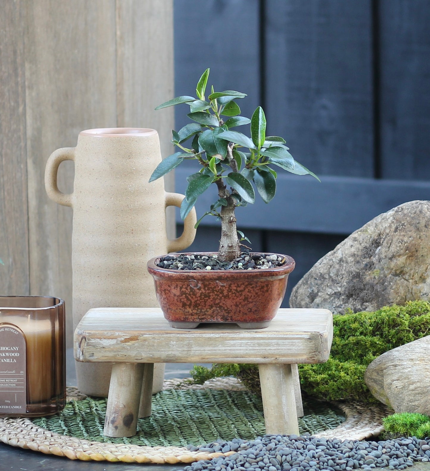 Bonsai - Port Jackson Fig - Preston - 23cm