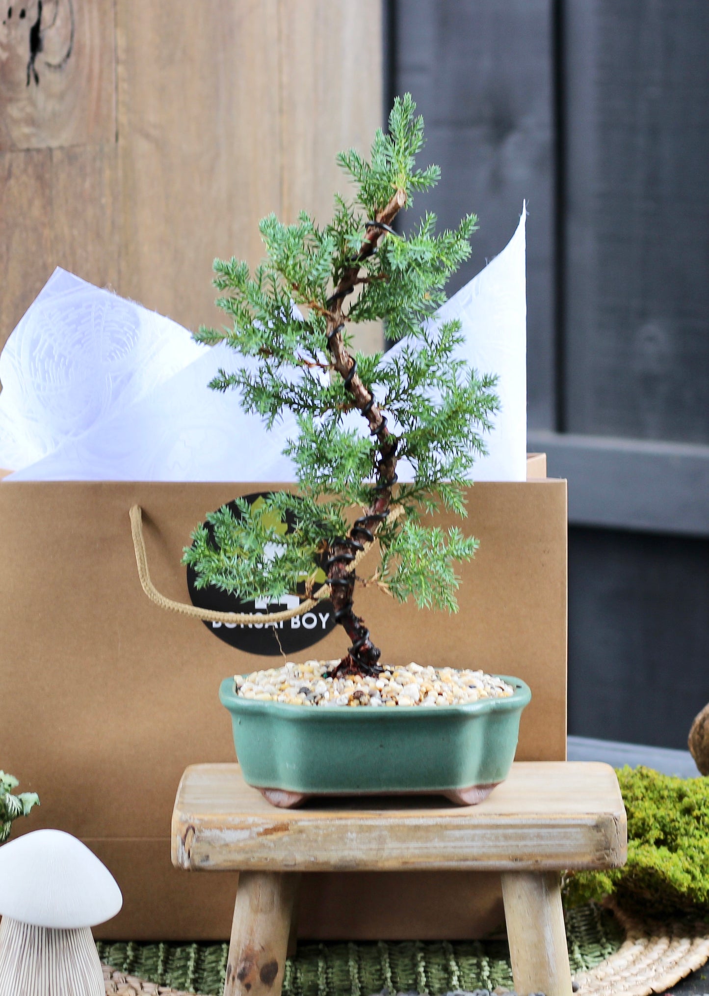Bonsai - Juniper - Gemma - 31cm