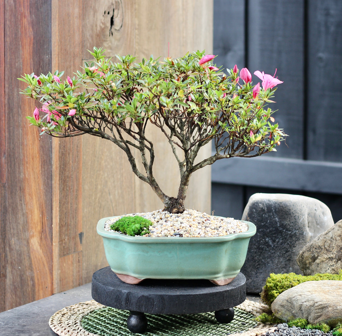 Bonsai - Azalea - Olivia - 42cm