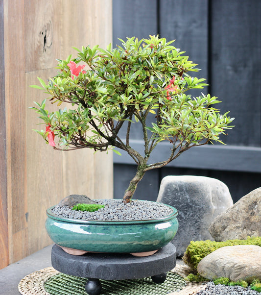Bonsai - Azalea - Cleo - 42cm
