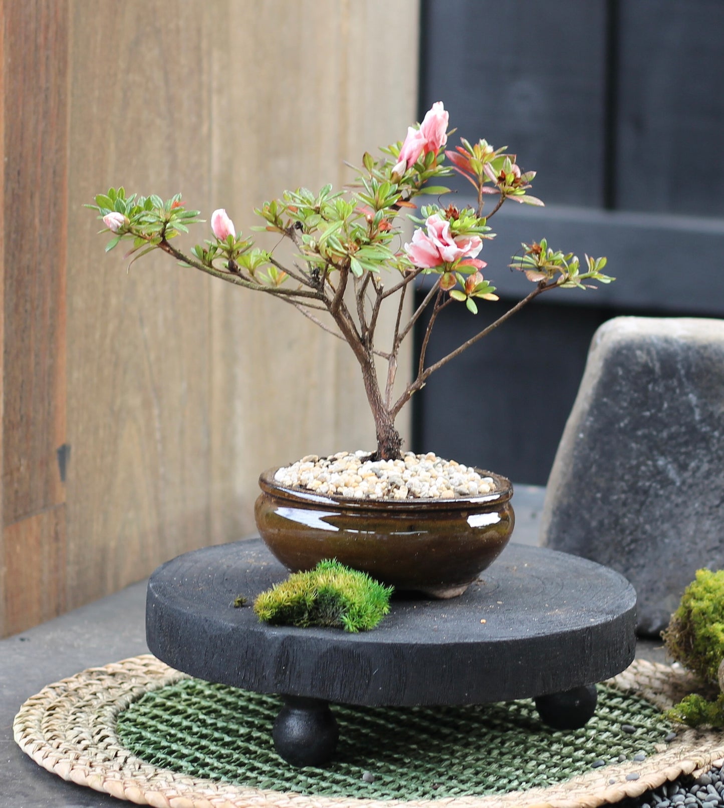 Bonsai - Azalea - Fleur - 20cm