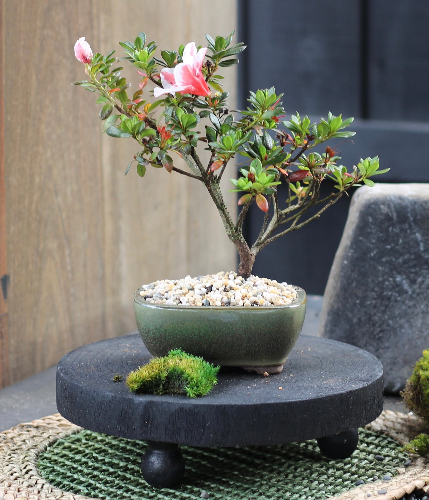 Bonsai - Azalea - Penny - 20cm