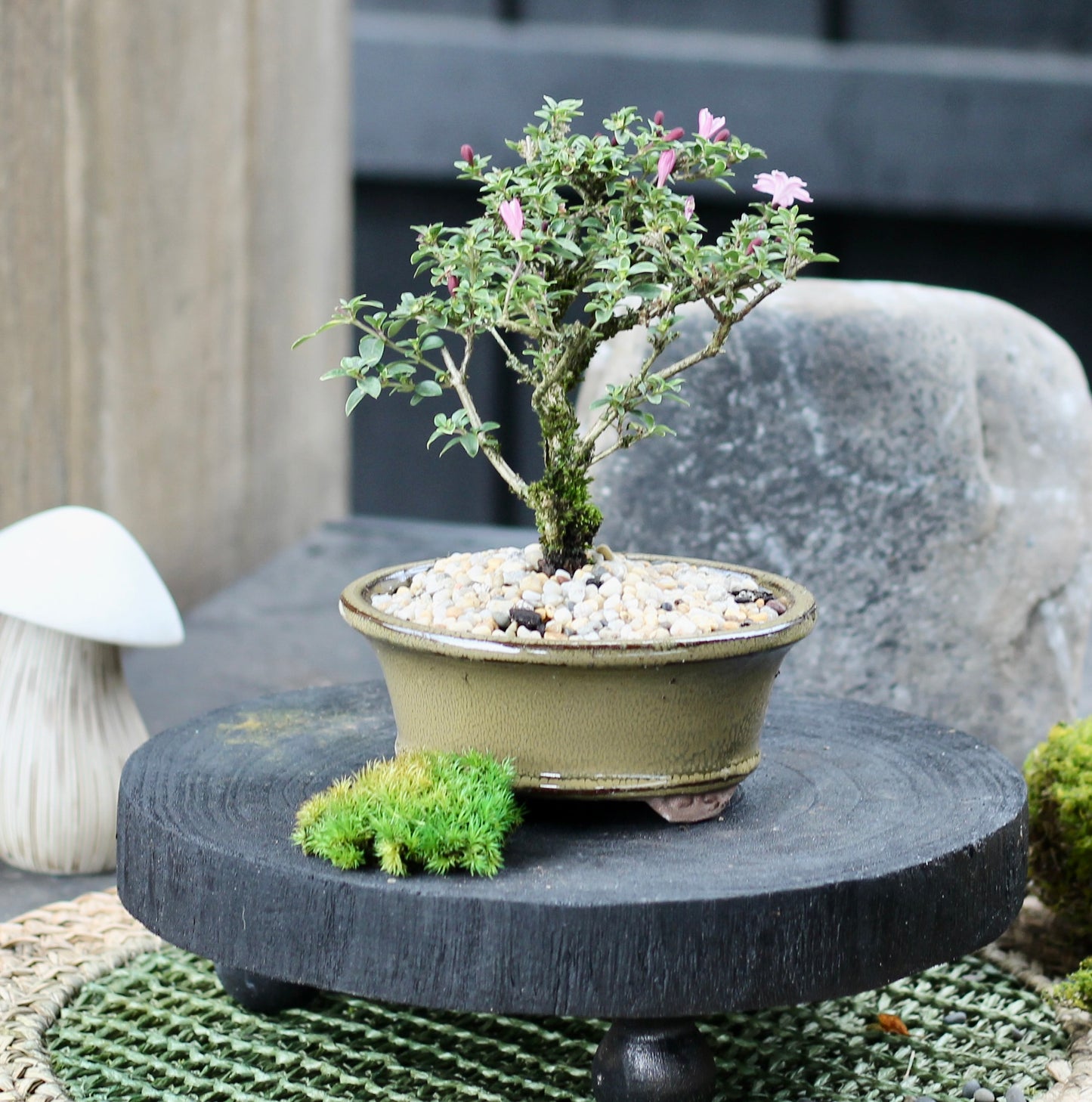 Bonsai - Serissa - Flowering - Eugene - 21cm