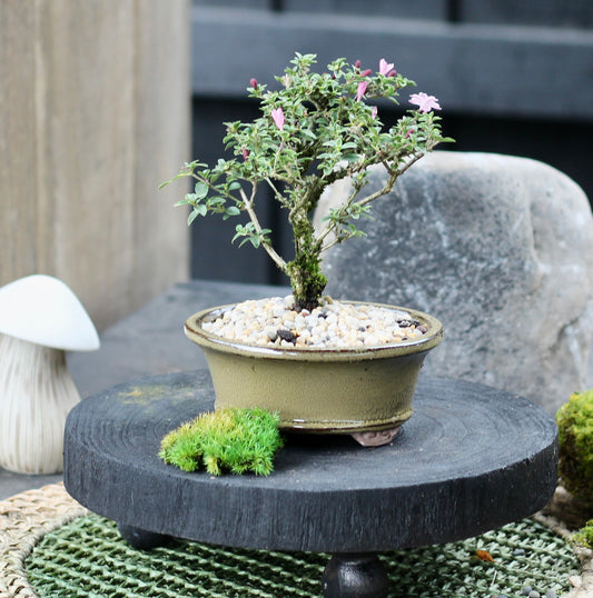 Bonsai - Serissa - Flowering - Eugene - 21cm