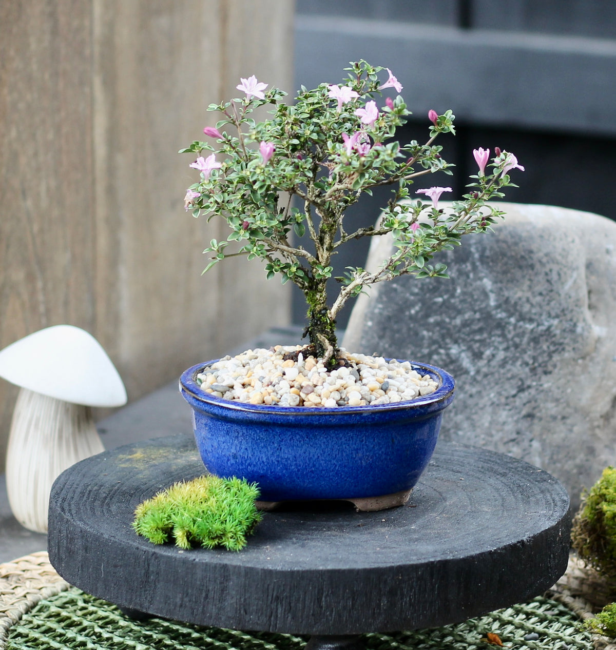 Bonsai - Serissa - Flowering - Lotti - 21cm