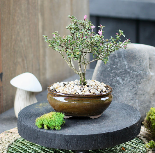 Bonsai - Serissa - Flowering - Nala - 21cm