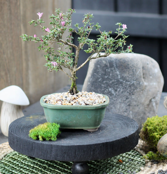 Bonsai - Serissa - Flowering - Sage - 21cm