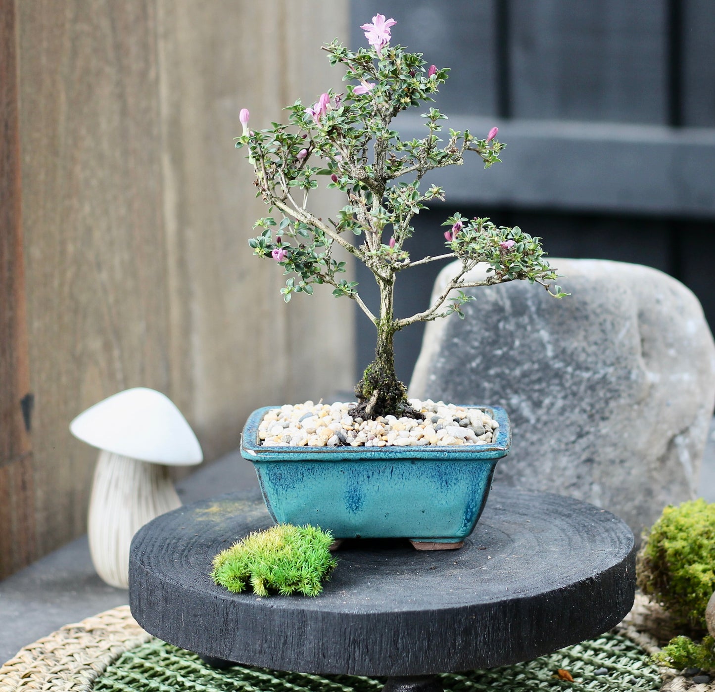 Bonsai - Serissa - Flowering - Dianna - 21cm