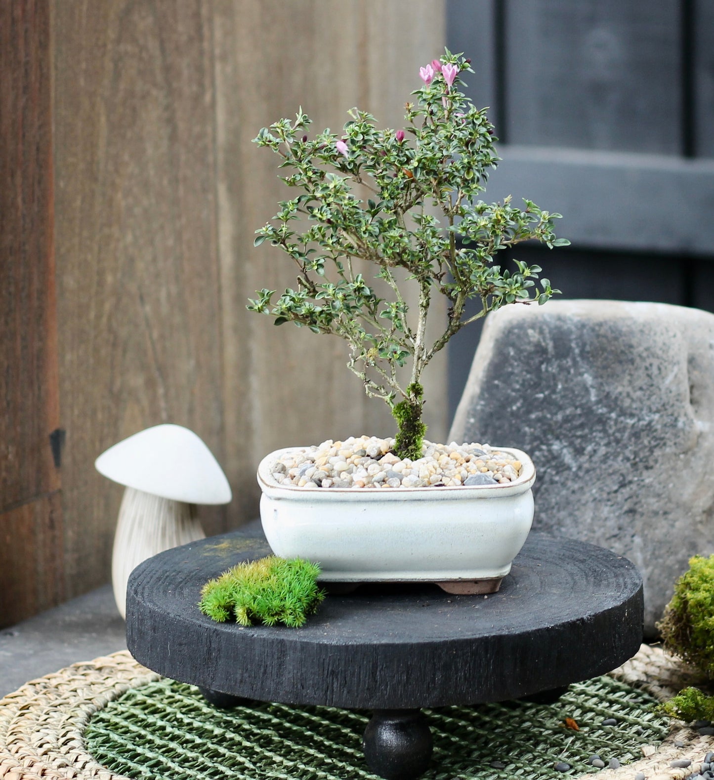 Bonsai - Serissa - Flowering - Belle - 21cm