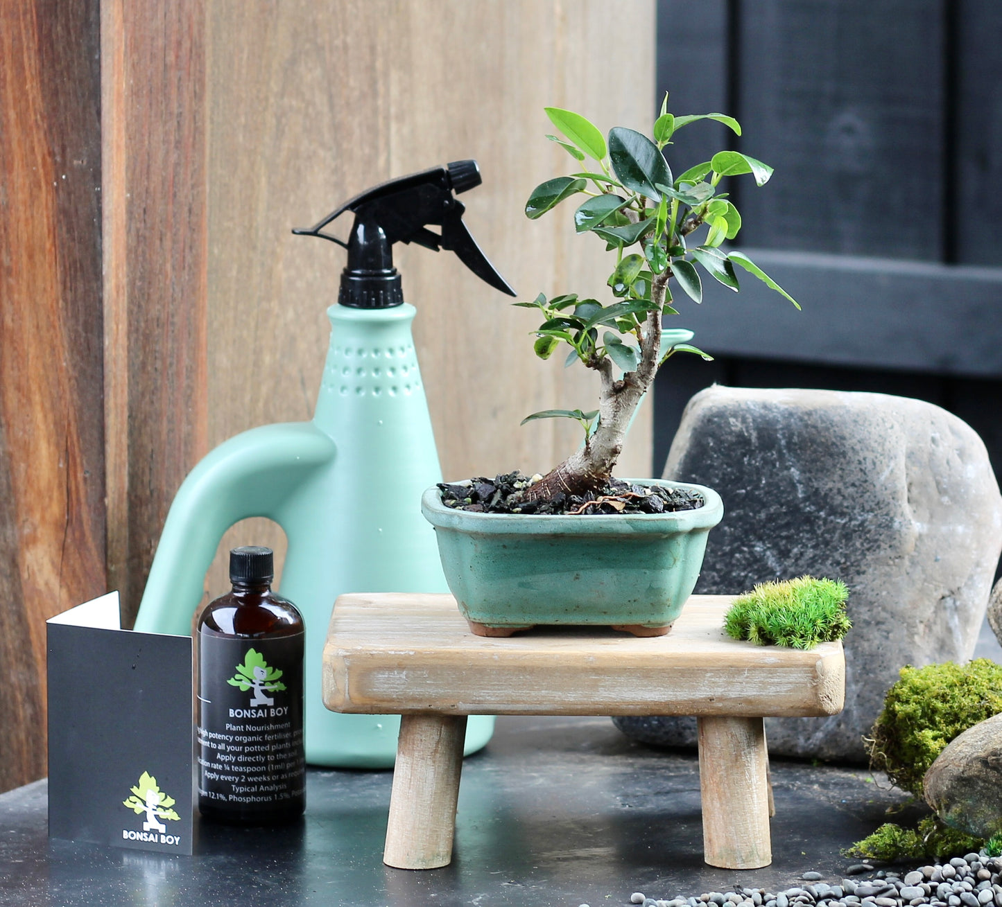 Bonsai - Port Jackson Fig - Dannii - 23cm