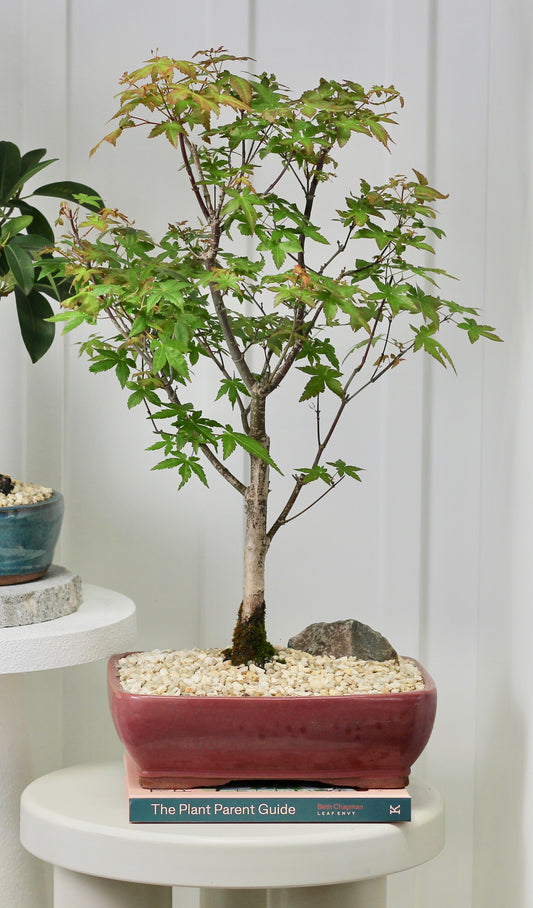 Japanese Maple - Fergie - Red Planter