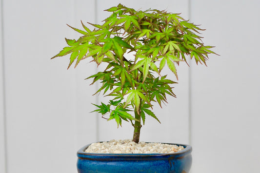 Guide to Japanese Maple Bonsai Care
