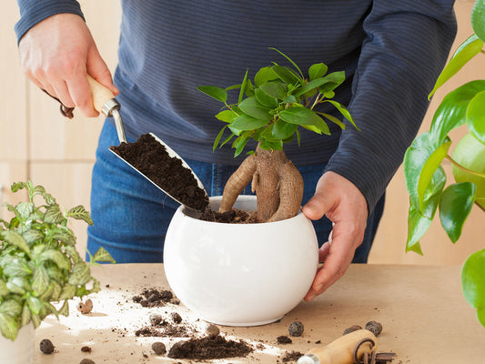 How & When To Repot Bonsai Trees – A Beginners Guide