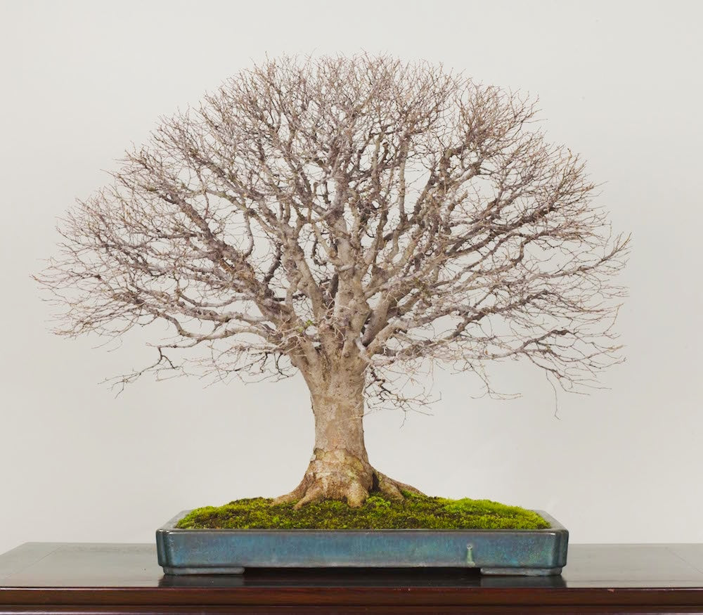 Caring for Your Bonsai in Winter