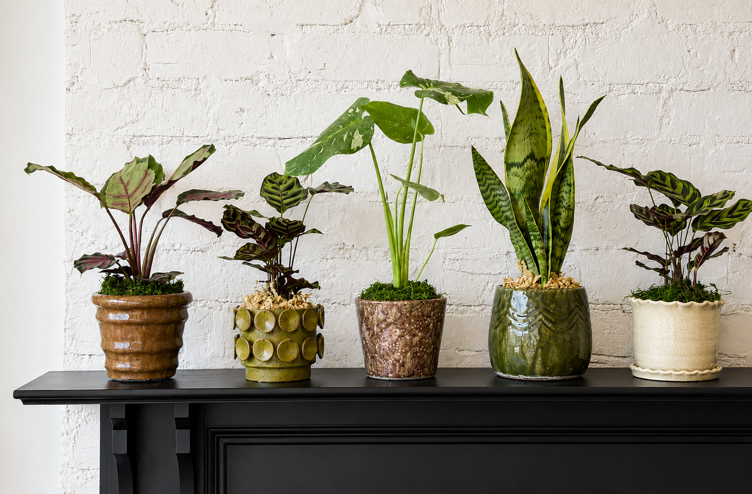Indoor Plants