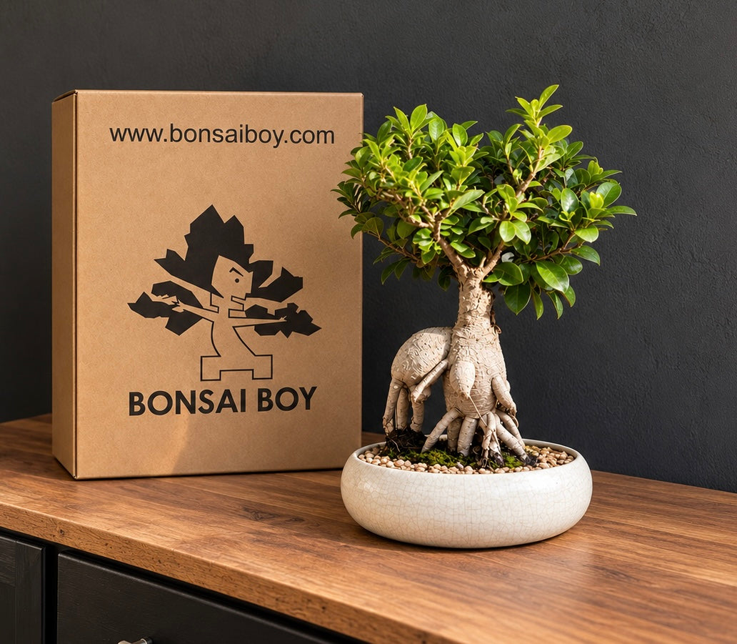 Indoor Bonsai