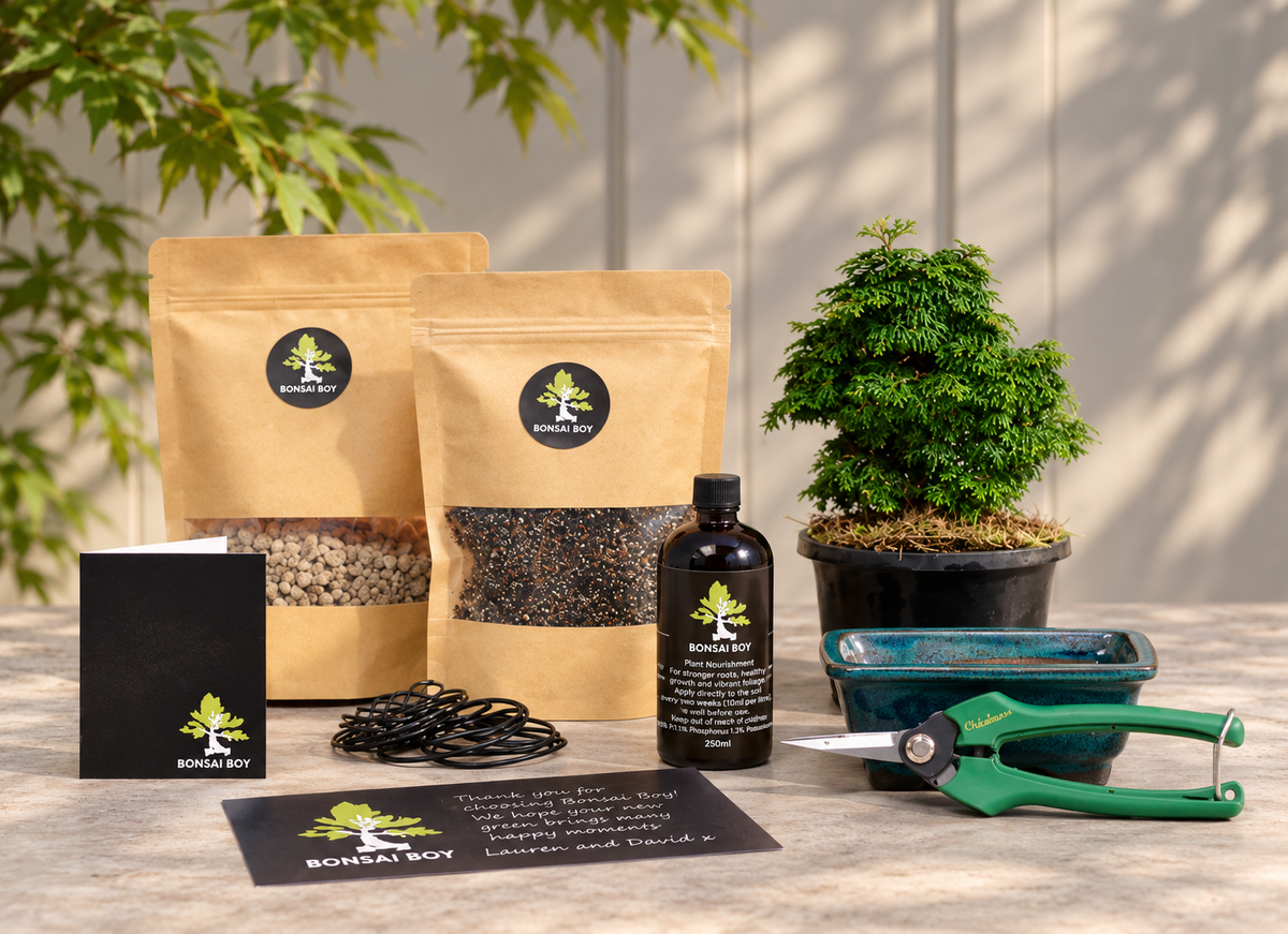Create Your Own Conifer Bonsai