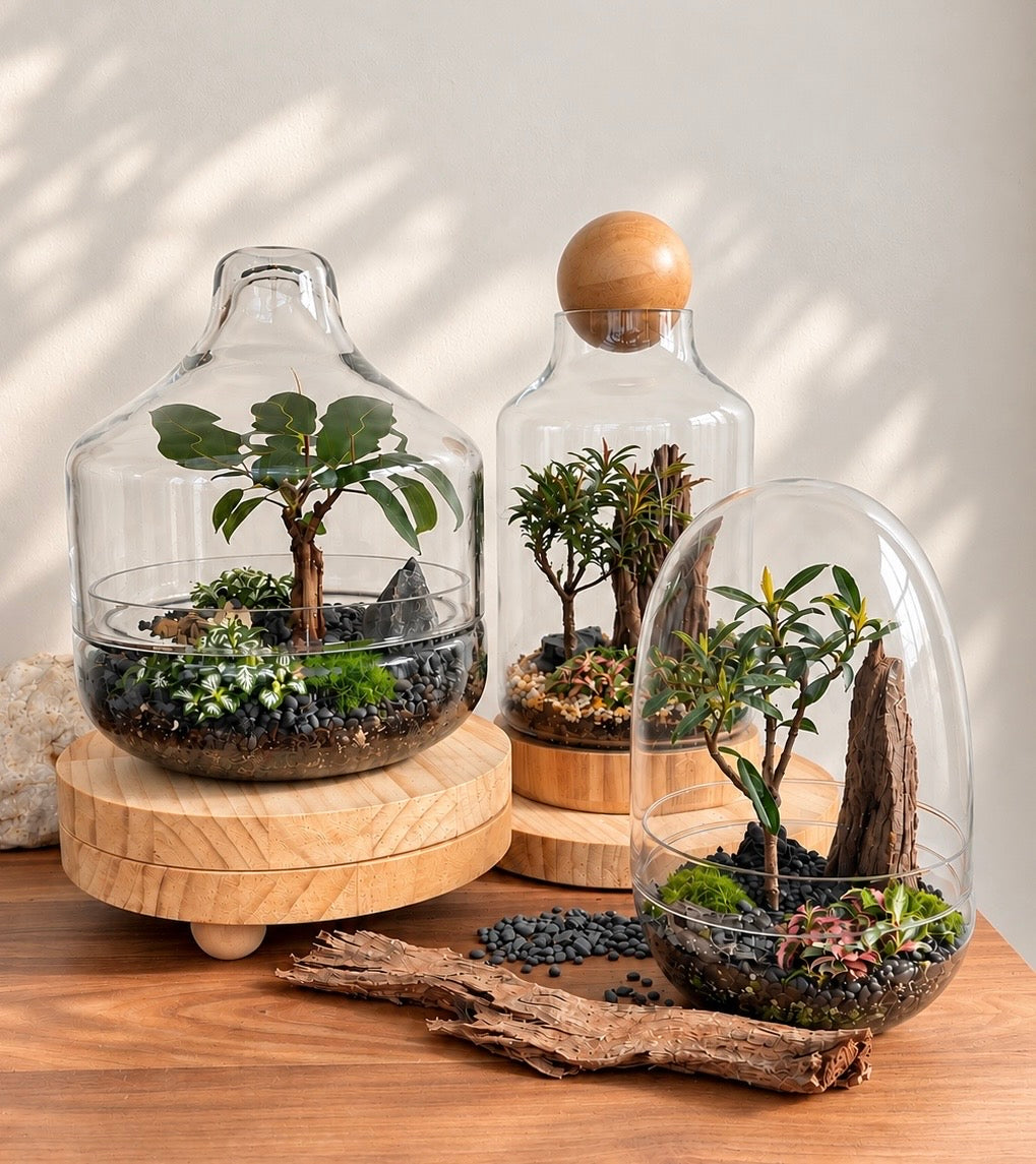 Bonsai Terrarium