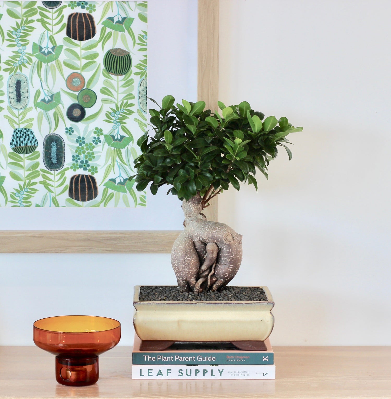 Indoor Bonsai
