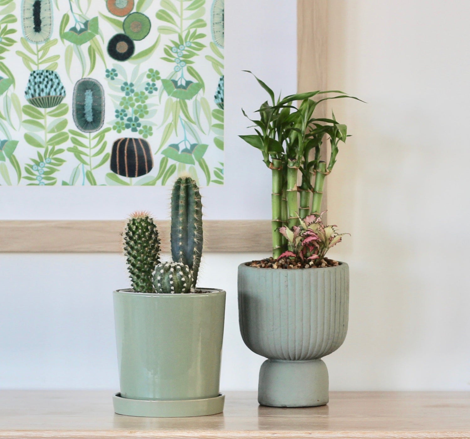 Evergreen Indoor Plants