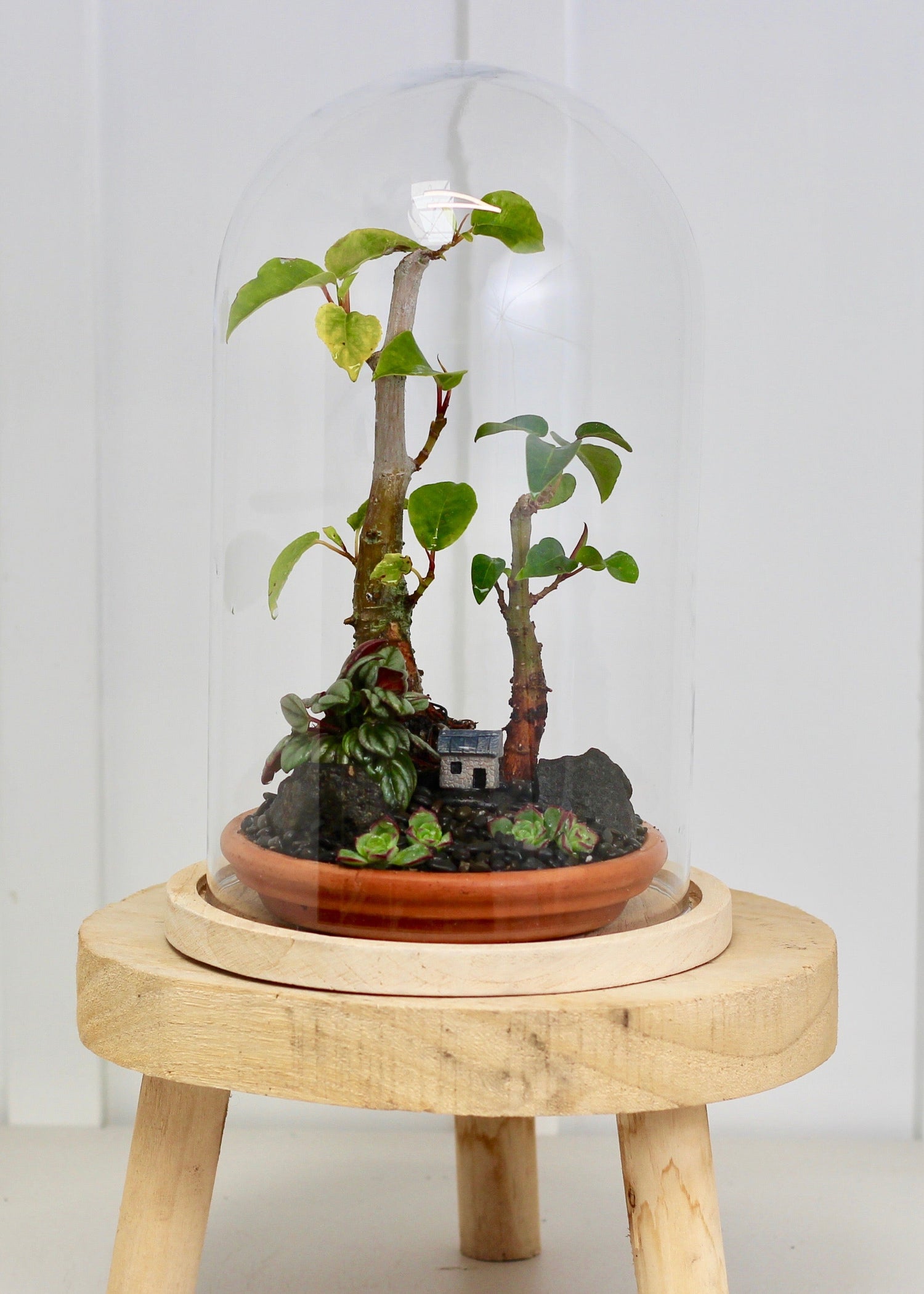 Bonsai Terrarium