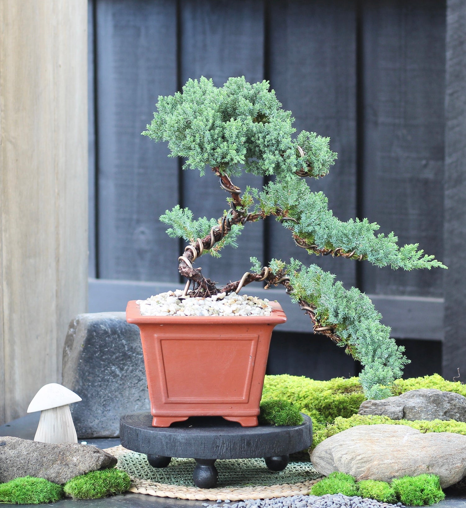 Hand Crafted Bonsai
