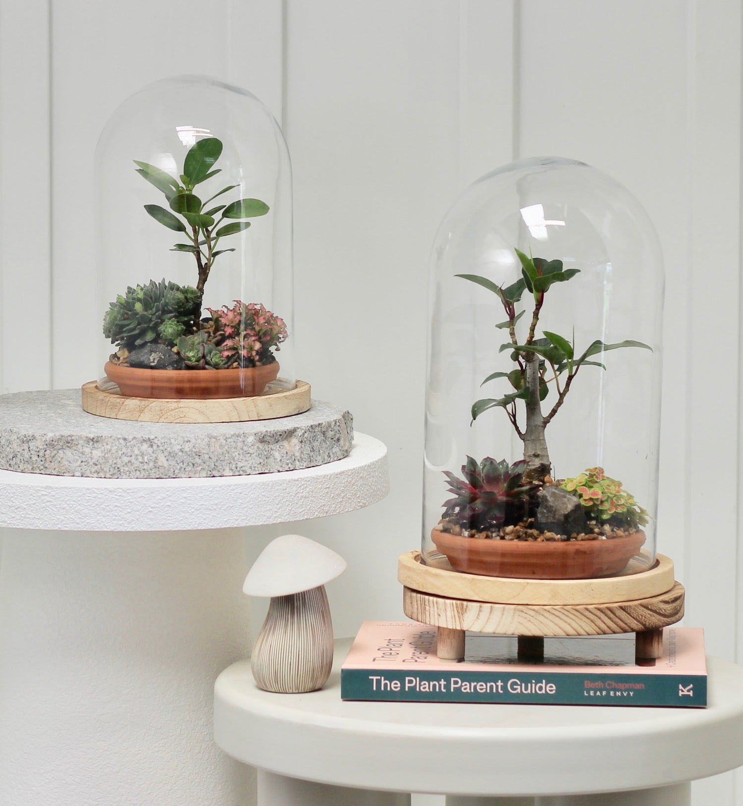 Bonsai Terrarium