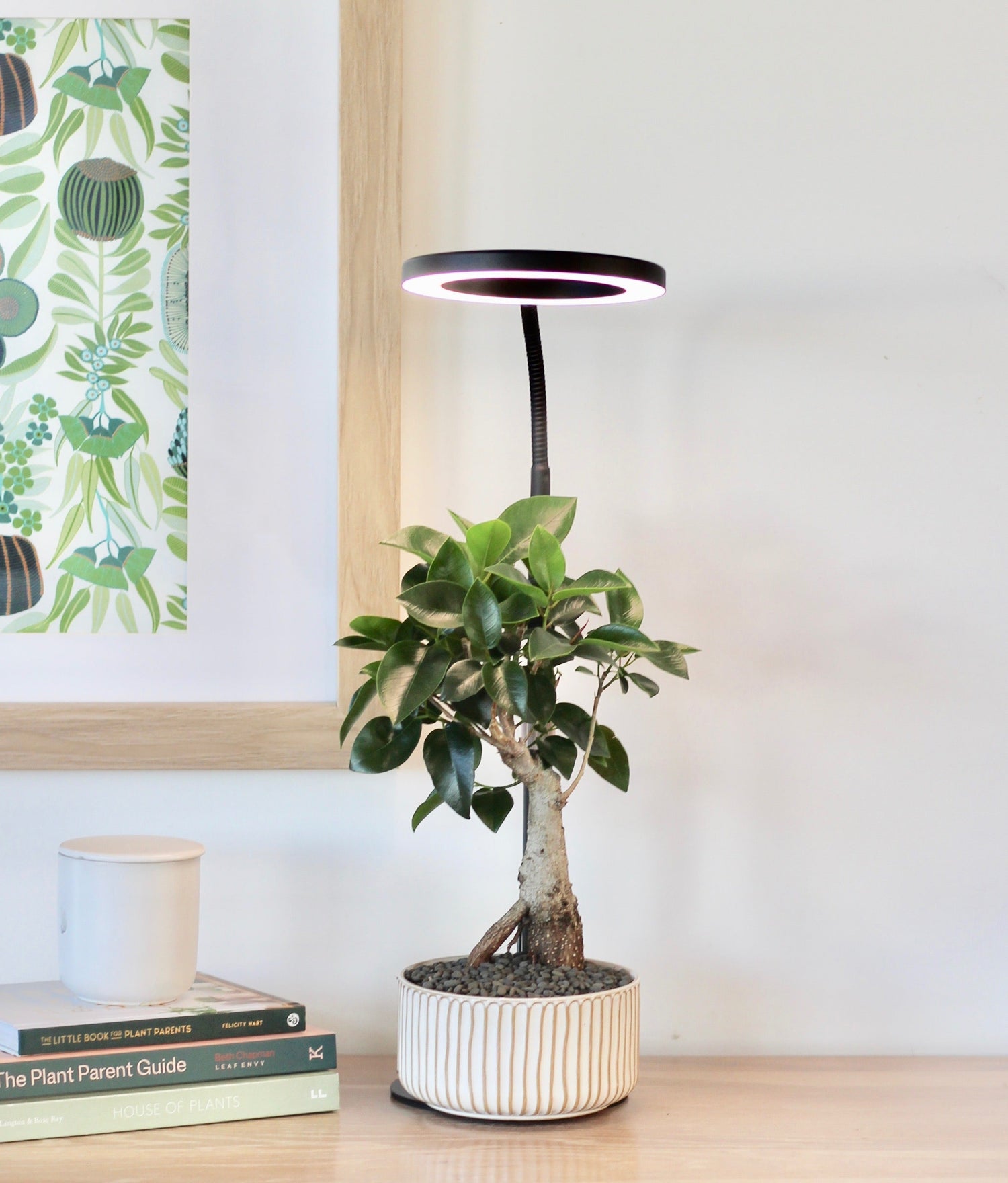 LED Bonsai Grow Light