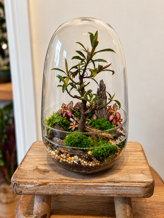 Ficus Benjamina Bonsai Terrarium - Capsule  - 24cm