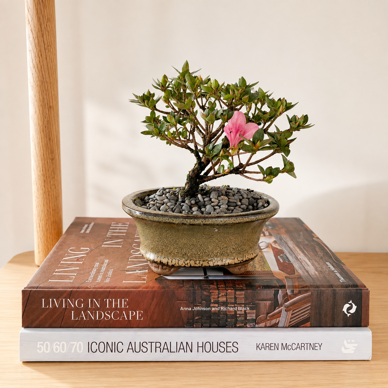 Bonsai - Azalea - Xanthe - 18cm