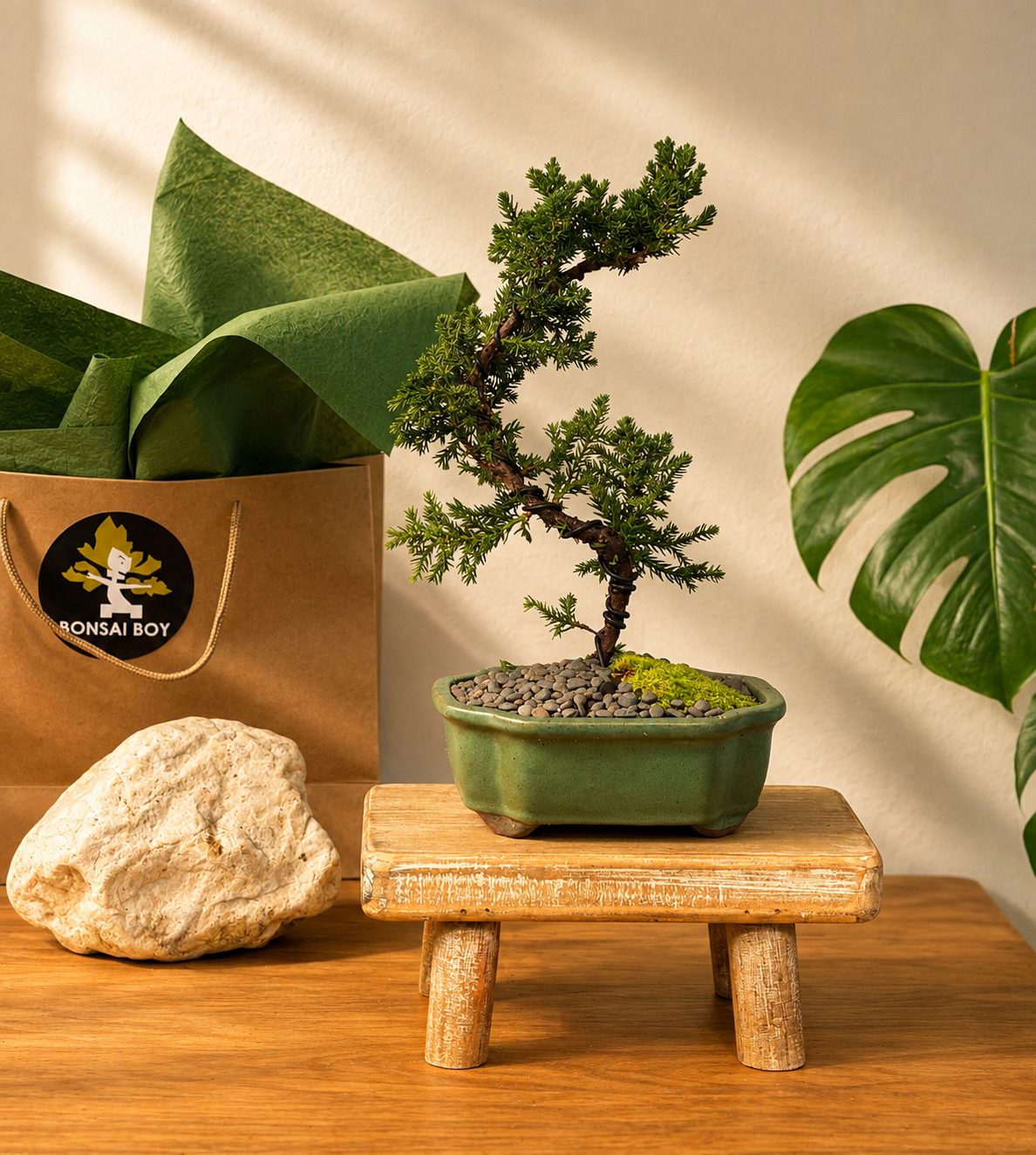 Bonsai - Juniper - Lexi - 33cm