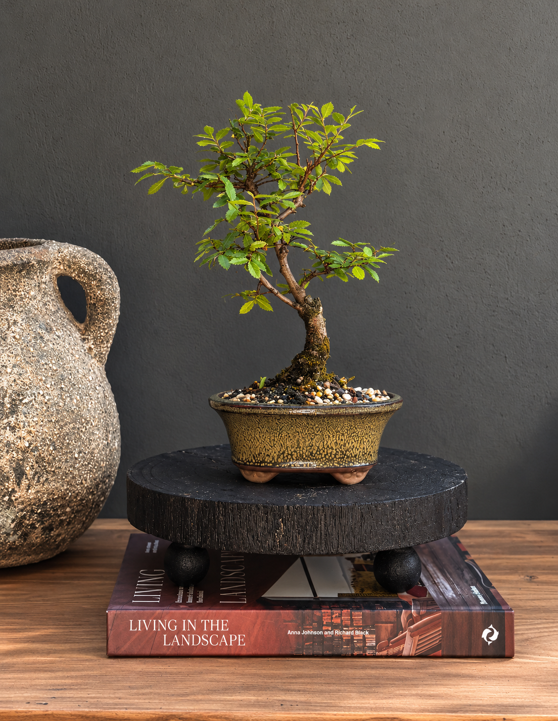 Bonsai - Chinese Elm - Remi - 27cm