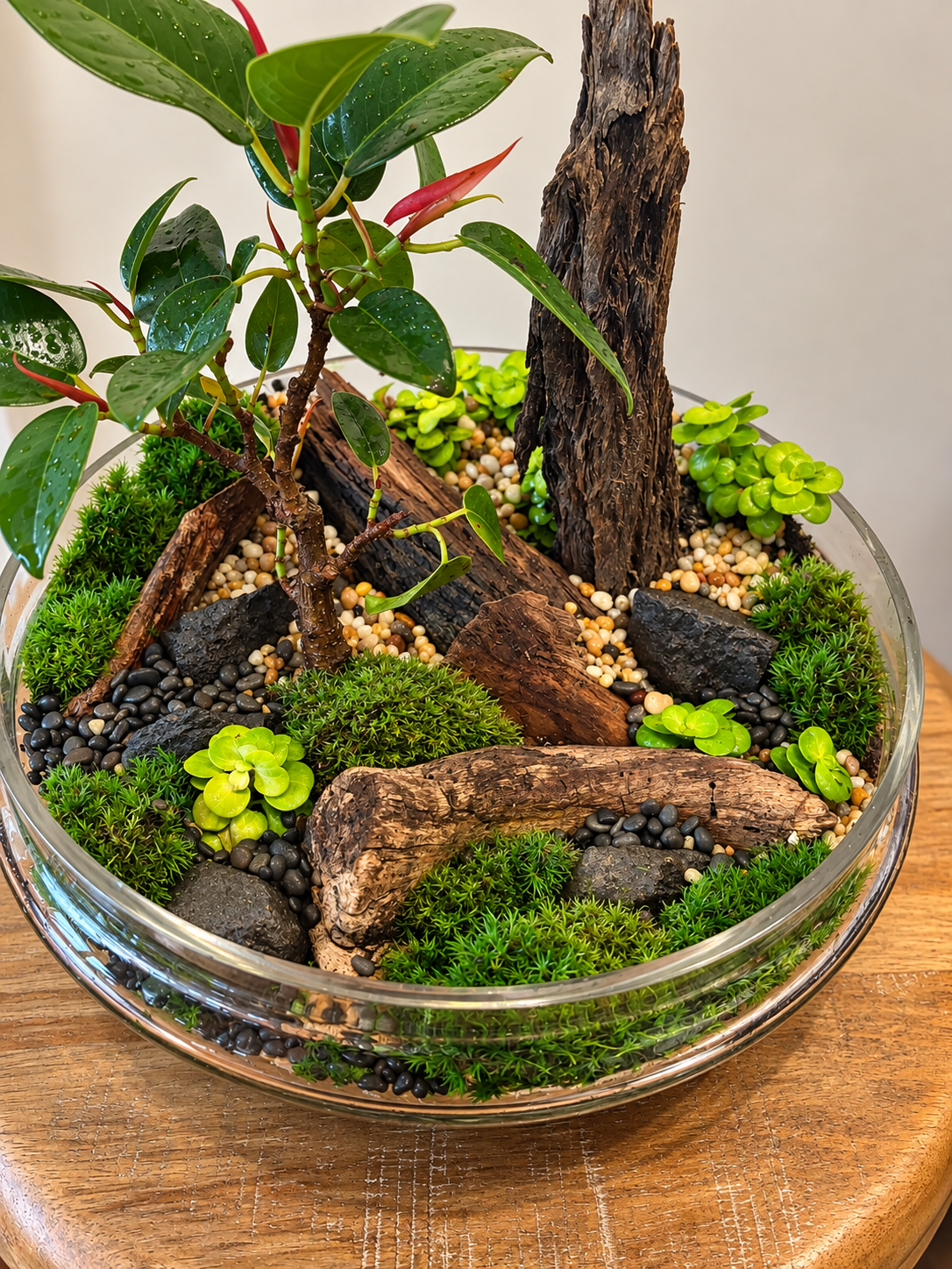 Port Jackson Fig Bonsai Terrarium - Tear Drop  - 26cm