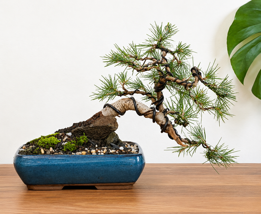 Bonsai - Japanese Black Pine - Leo - 28cm