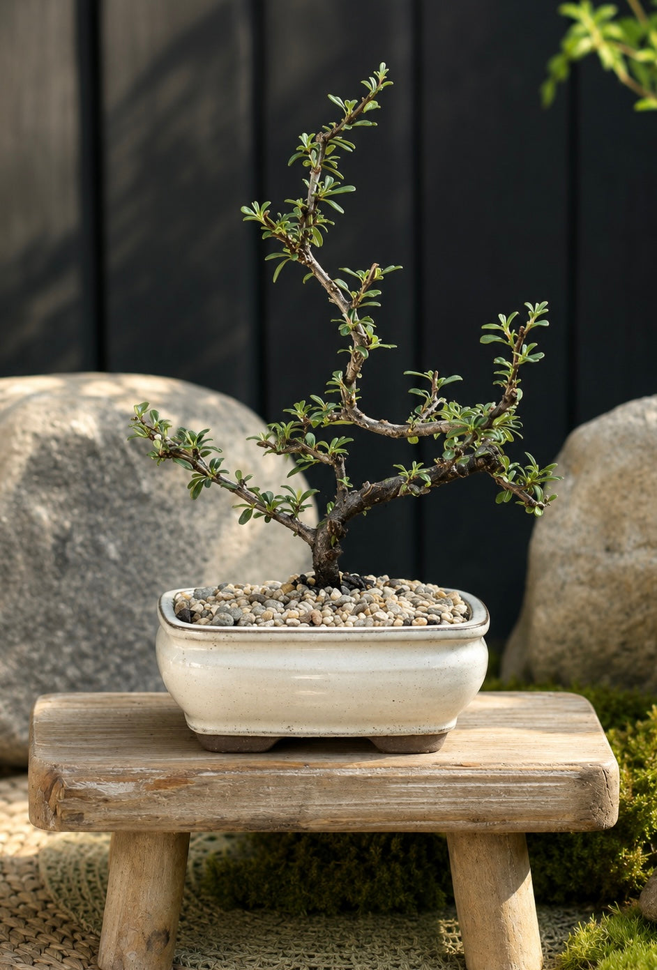 Bonsai - Cotoneaster - Fee - 23cm
