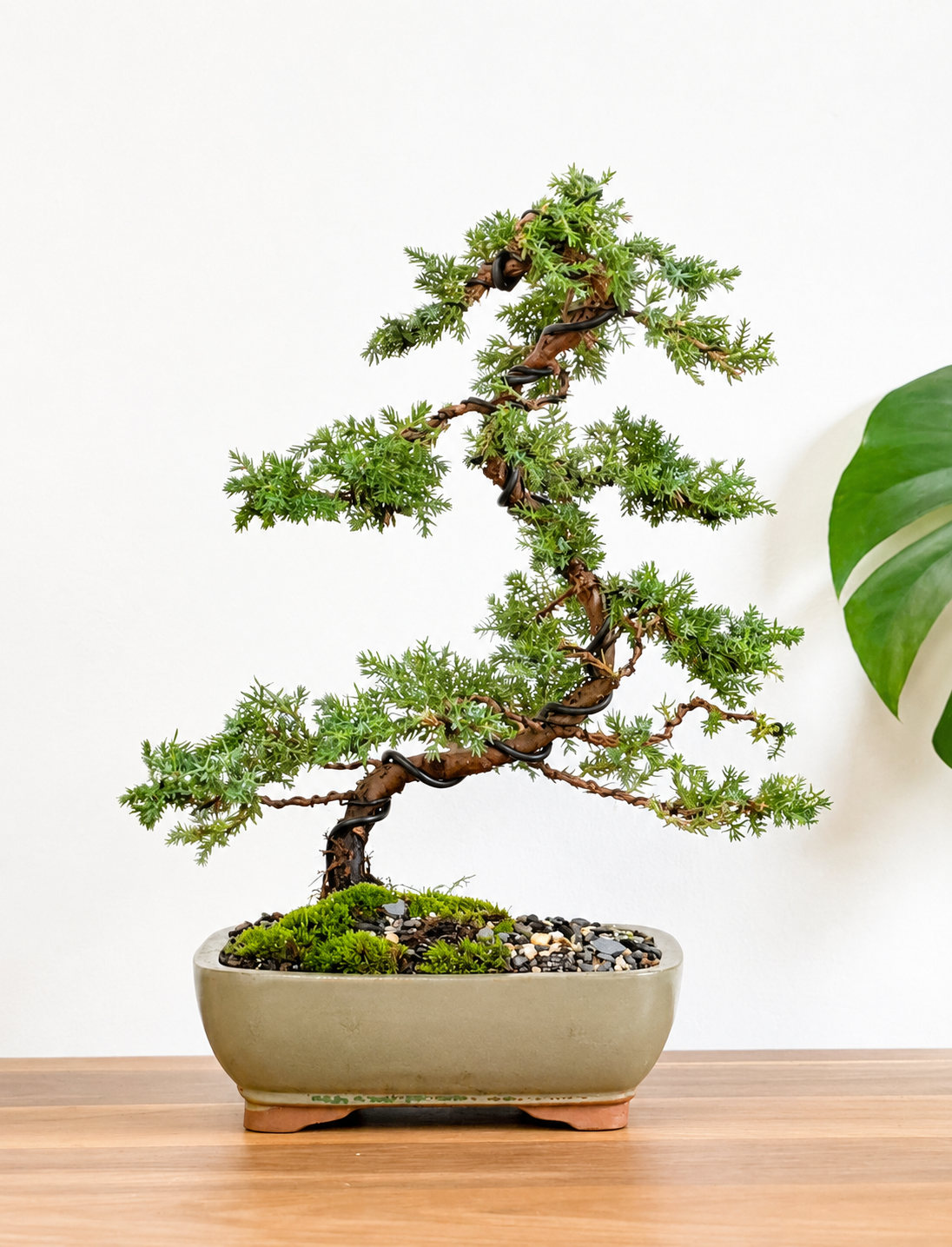 Bonsai - Juniper - Bonnie - 40cm
