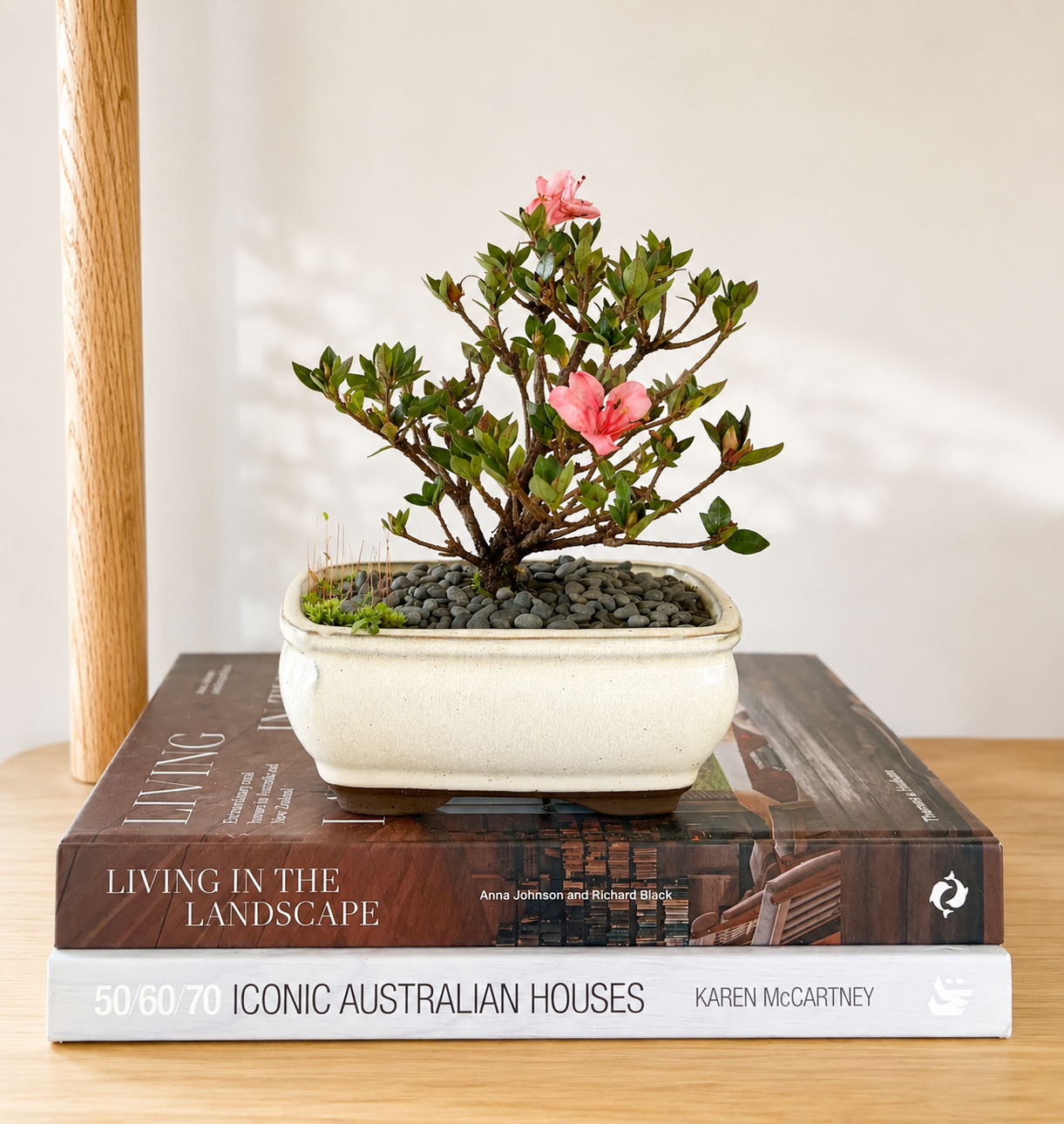Bonsai - Azalea - Bodie - 18cm