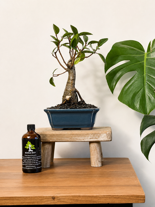 Bonsai - Port Jackson Fig - Fergi - 28cm