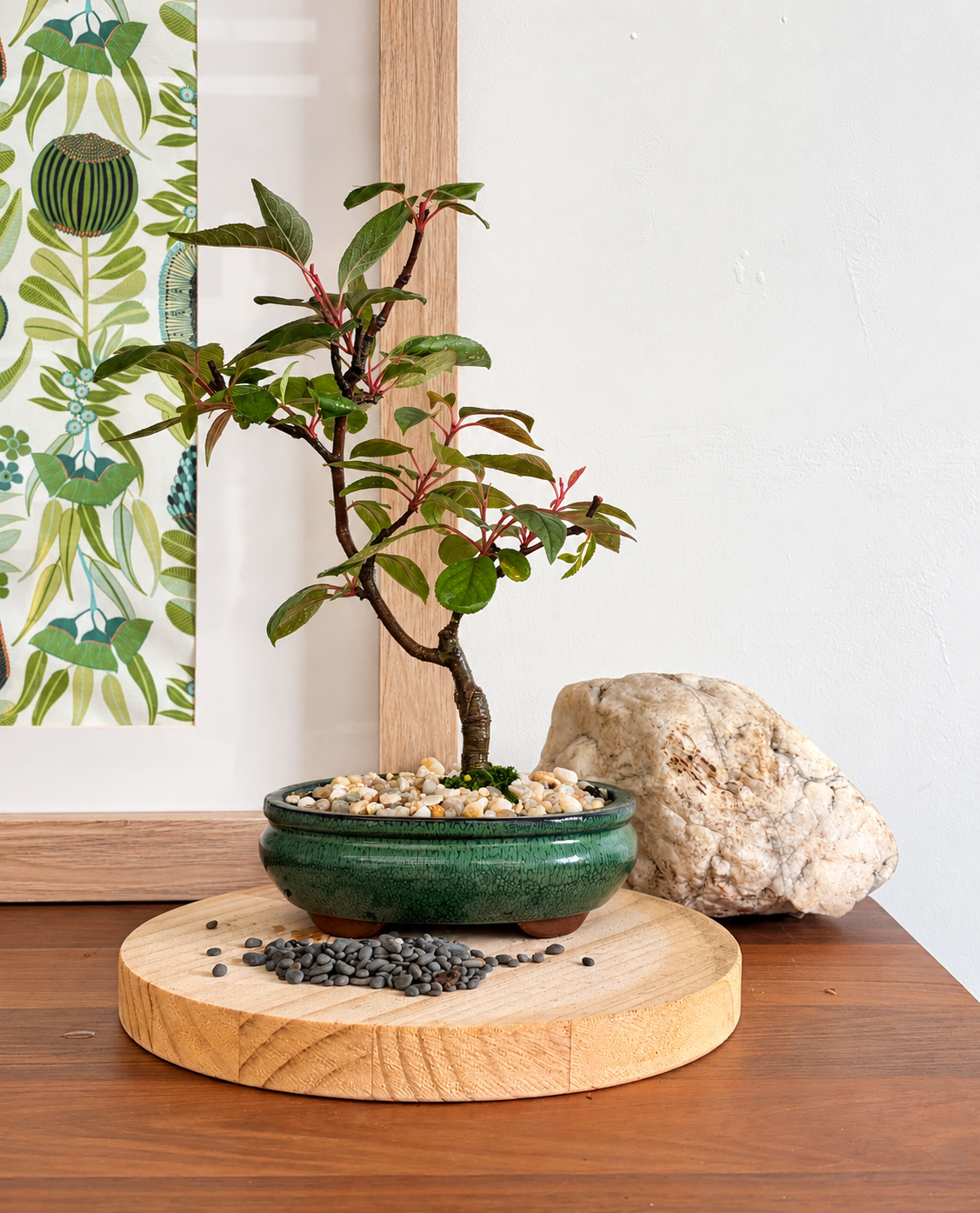 Bonsai - Crab Apple - Evie - 30cm