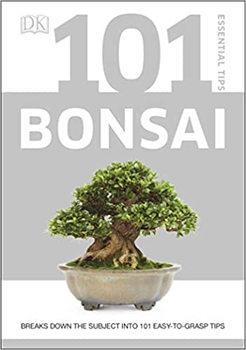 Bonsai Starter Kit - Jade Crassula - Levi - 20cm