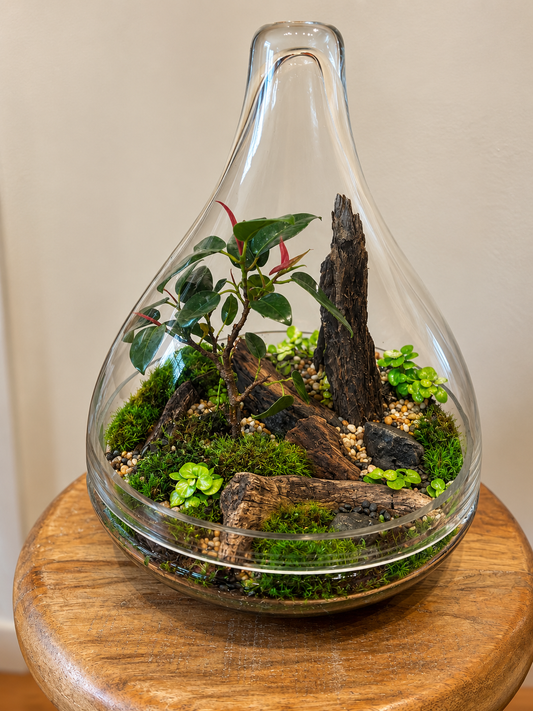Port Jackson Fig Bonsai Terrarium - Tear Drop  - 26cm