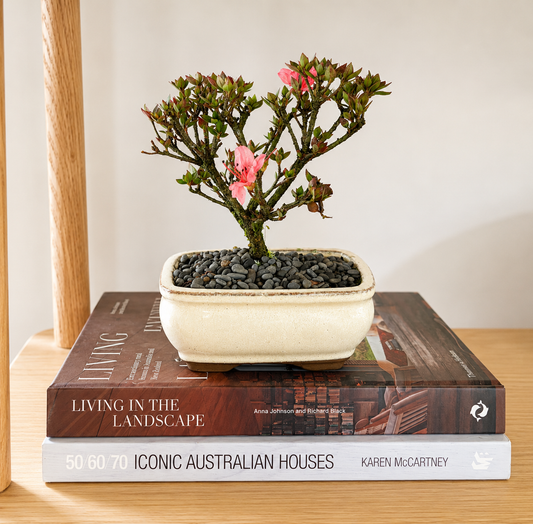 Bonsai - Azalea - Eden - 18cm